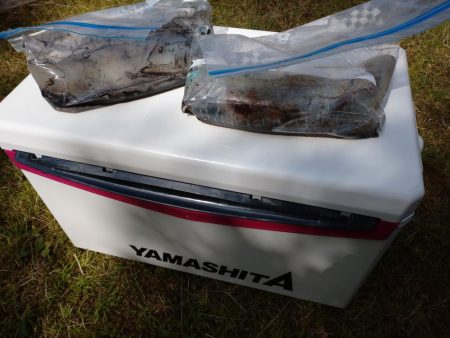 春アオリエギング好調