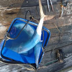 筏ショアジギングでサゴシ