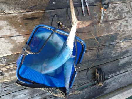 筏ショアジギングでサゴシ