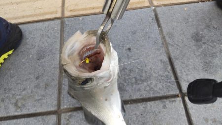 カゴ釣りからの飲ませ