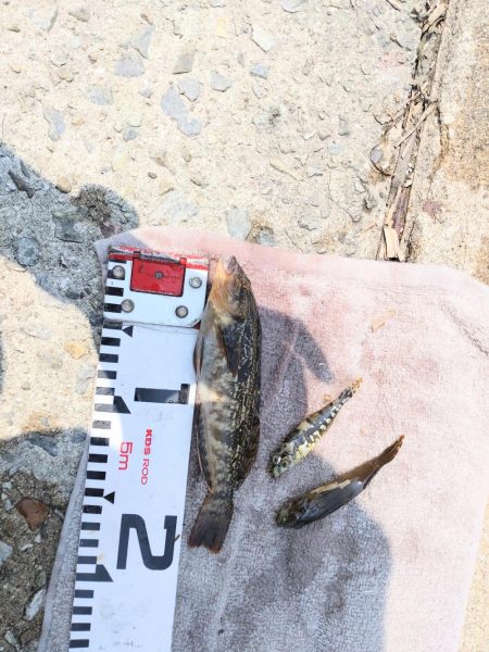 ふぐにヤられた^^;