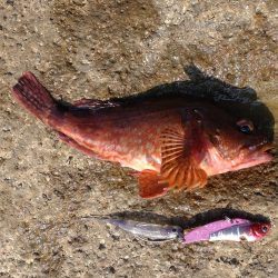 久しぶりのキジハタ