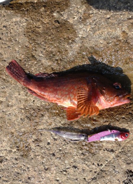 久しぶりのキジハタ