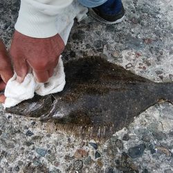 今日も赤灯台のキス調査