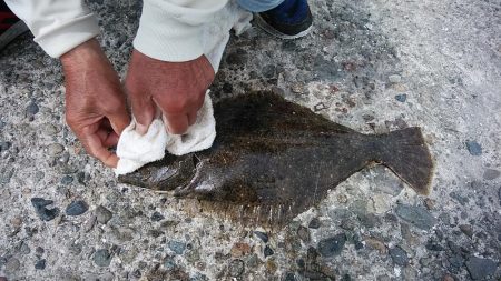 今日も赤灯台のキス調査