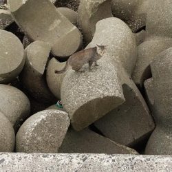 穴釣りでショウジンガニ祭り!