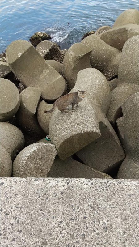 穴釣りでショウジンガニ祭り!