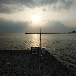 午後から播磨新島のキス調査