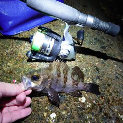 サクッとメバリング