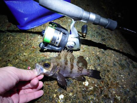 サクッとメバリング