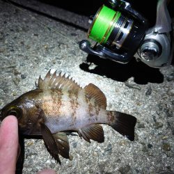 美味しいメバル