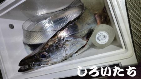 ドラゴン狙いでチャレンジ遠征。