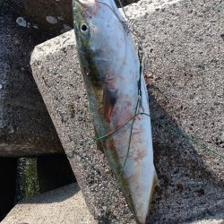 今年初のショアジギング！