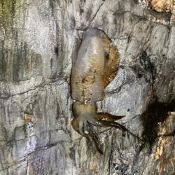 ボチボチエギング