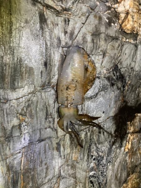 ボチボチエギング