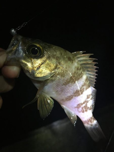 たかたかの釣り日記