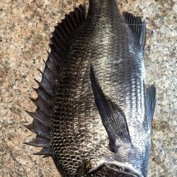 淀川　キビレ釣行