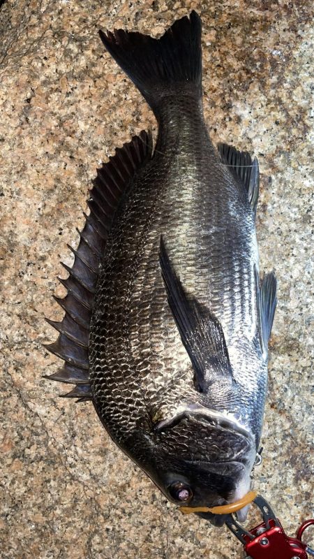 淀川　キビレ釣行