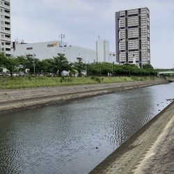 芦屋浜、チヌトップでチヌ上がりました