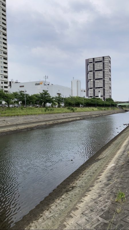 芦屋浜、チヌトップでチヌ上がりました