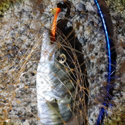 シーバス45cm  なんとか1本