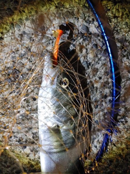 シーバス45cm  なんとか1本