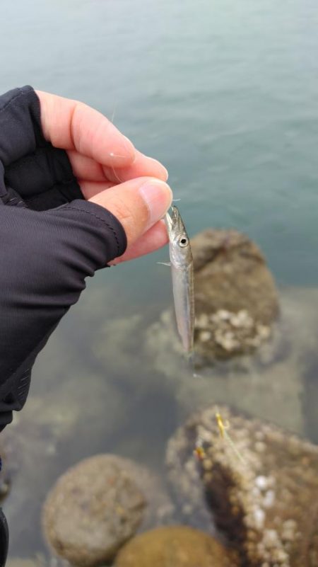 岬町ライトゲーム