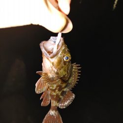 ワームで初めてのアナゴ