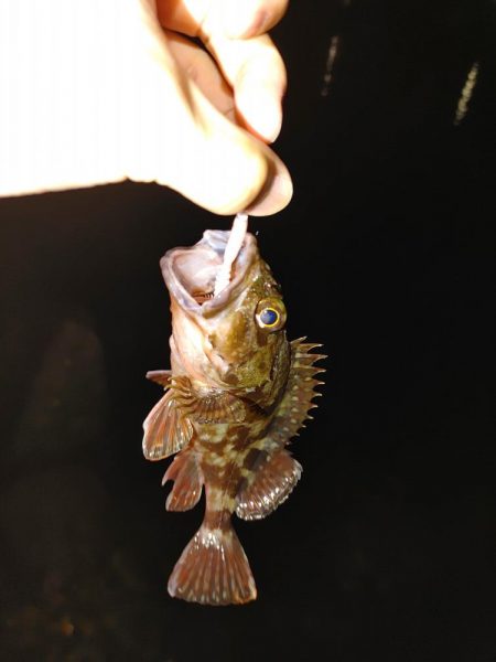 ワームで初めてのアナゴ