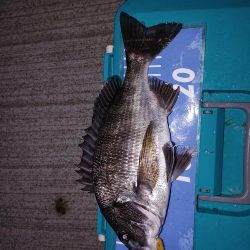 エギングとメバリング