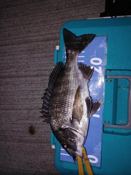 エギングとメバリング