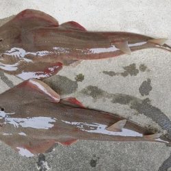 ヒラメ釣り、何じゃこれは!?