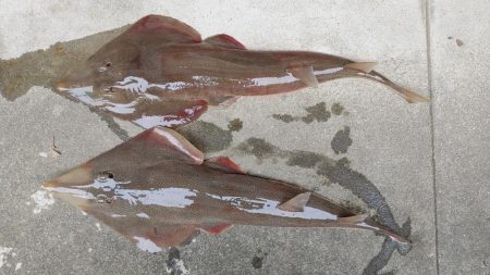 ヒラメ釣り、何じゃこれは!?