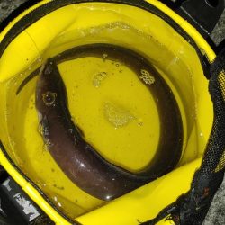 鰻釣れた!!　ホントは引っ掛かった(苦笑)