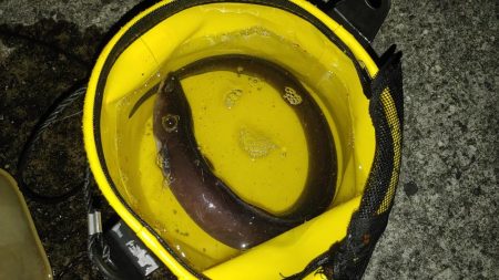 鰻釣れた!!　ホントは引っ掛かった(苦笑)