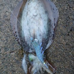 #アオリイカ2杯