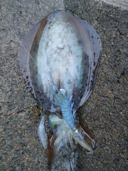 #アオリイカ2杯