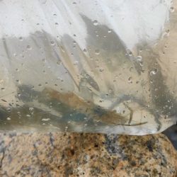 淀川テナガエビ釣り