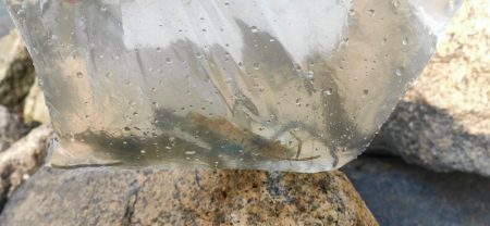 淀川テナガエビ釣り