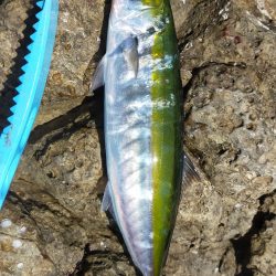 イサキの数釣り