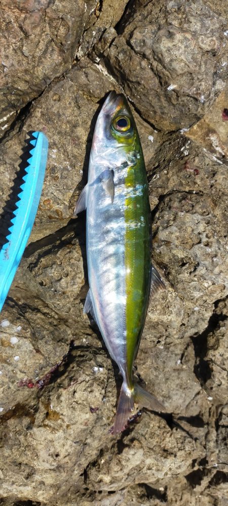 イサキの数釣り