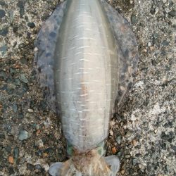 #アオリイカKgアップ3杯