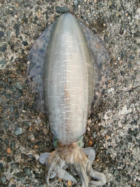 #アオリイカKgアップ3杯