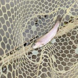 6月のトラウトはやっぱり渋いか!?