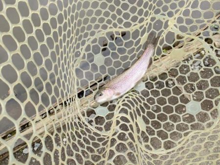 6月のトラウトはやっぱり渋いか!?