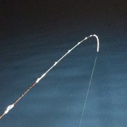 シロイカ上向き