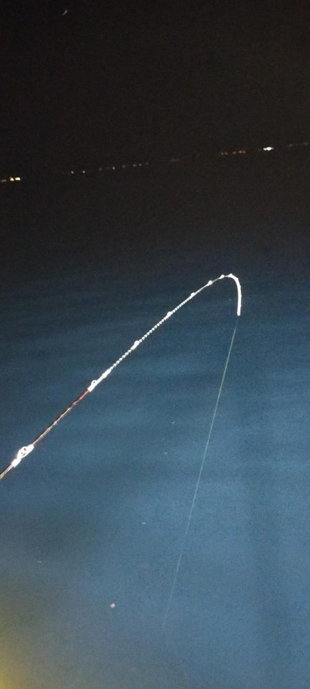 シロイカ上向き