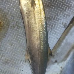 シロイカ好調続く