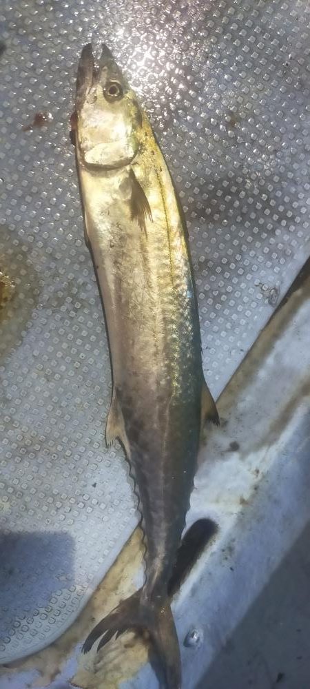 シロイカ好調続く