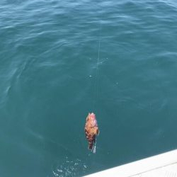 白鶴丸でガシラ釣り